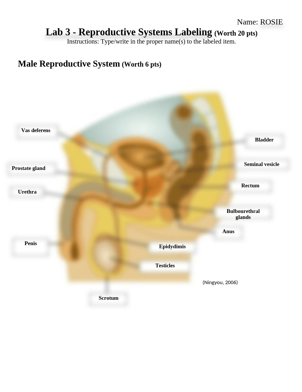 Lab 3-Reproductive Systems Worksheet Final Copy 1.docx_dno9tu5dbnm_page1