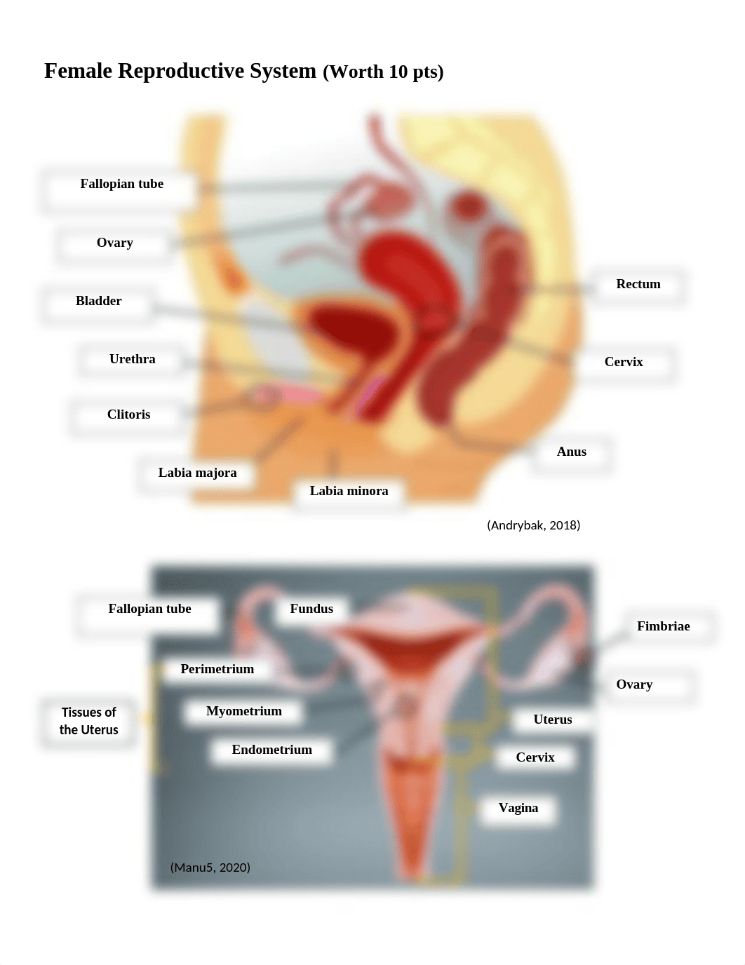 Lab 3-Reproductive Systems Worksheet Final Copy 1.docx_dno9tu5dbnm_page2