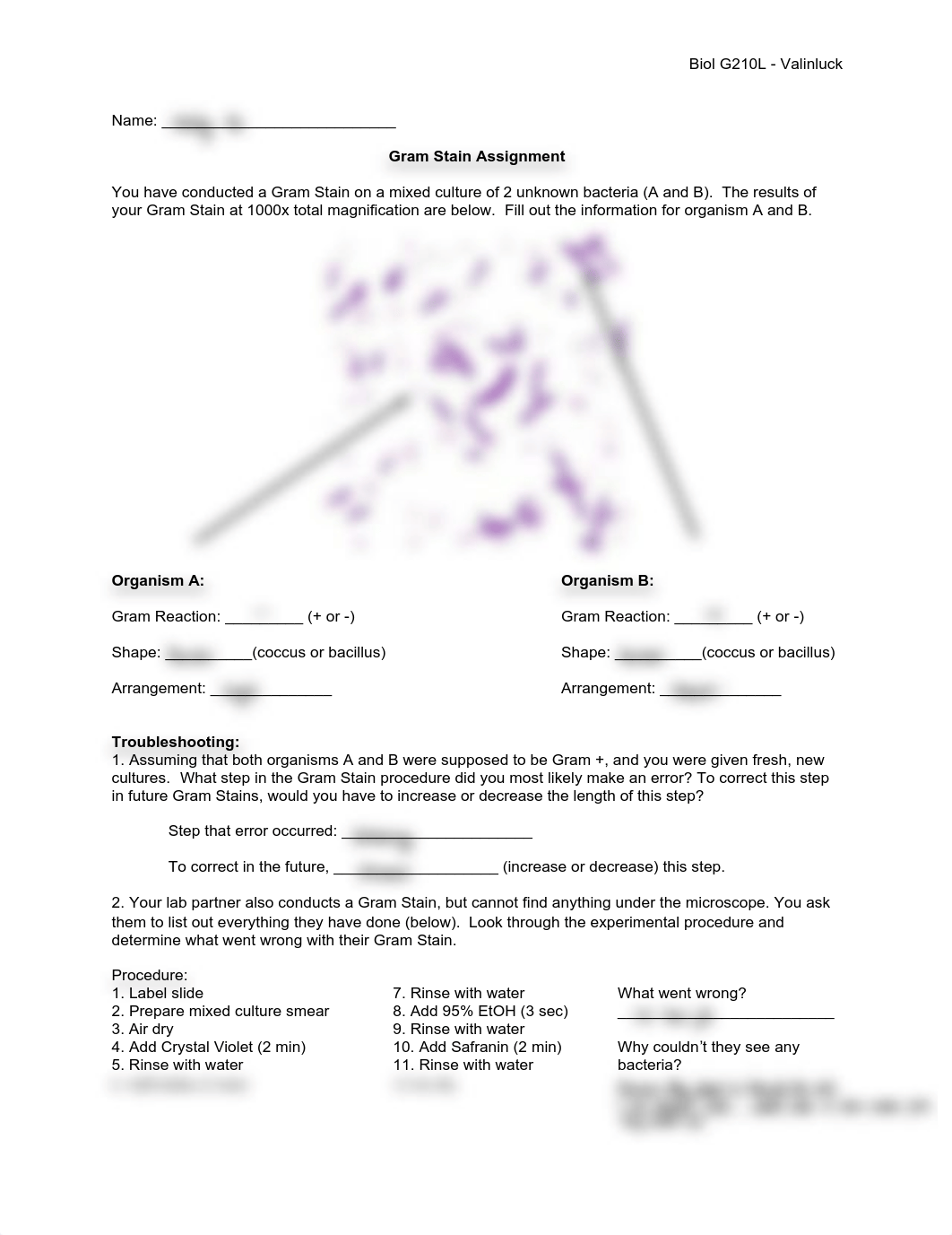 Gram%2BStain%2BAssignment%2B-%2Bonline.pdf_dnoe4xzj6q1_page1