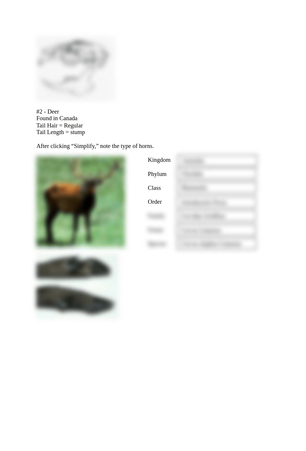 Mammal Classification Worksheet.doc_dnp1oet1g3w_page2