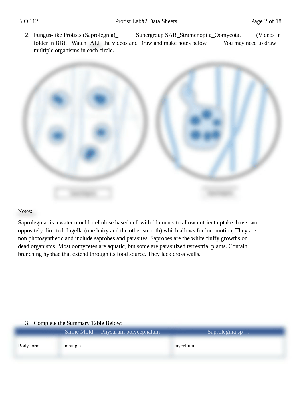 Protist Lab #2 Data Sheets.pdf_dnpkj6qpr4v_page2