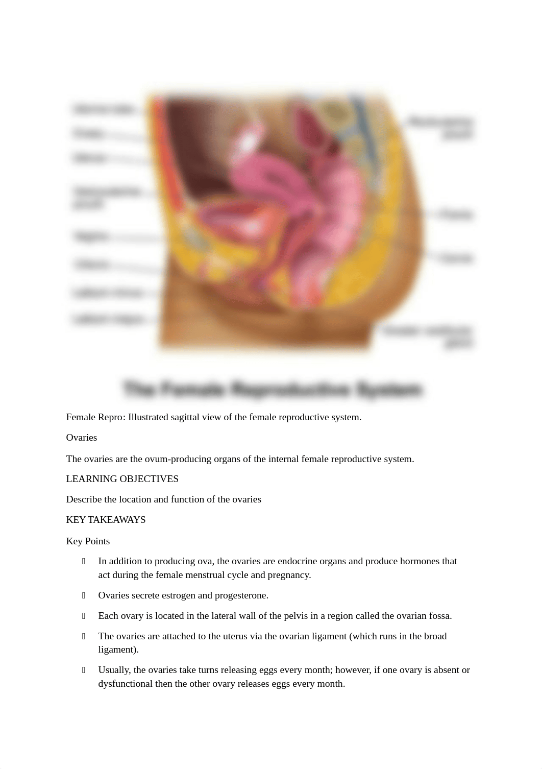 Female reproductive system.docx_dnpluo4bvbz_page2