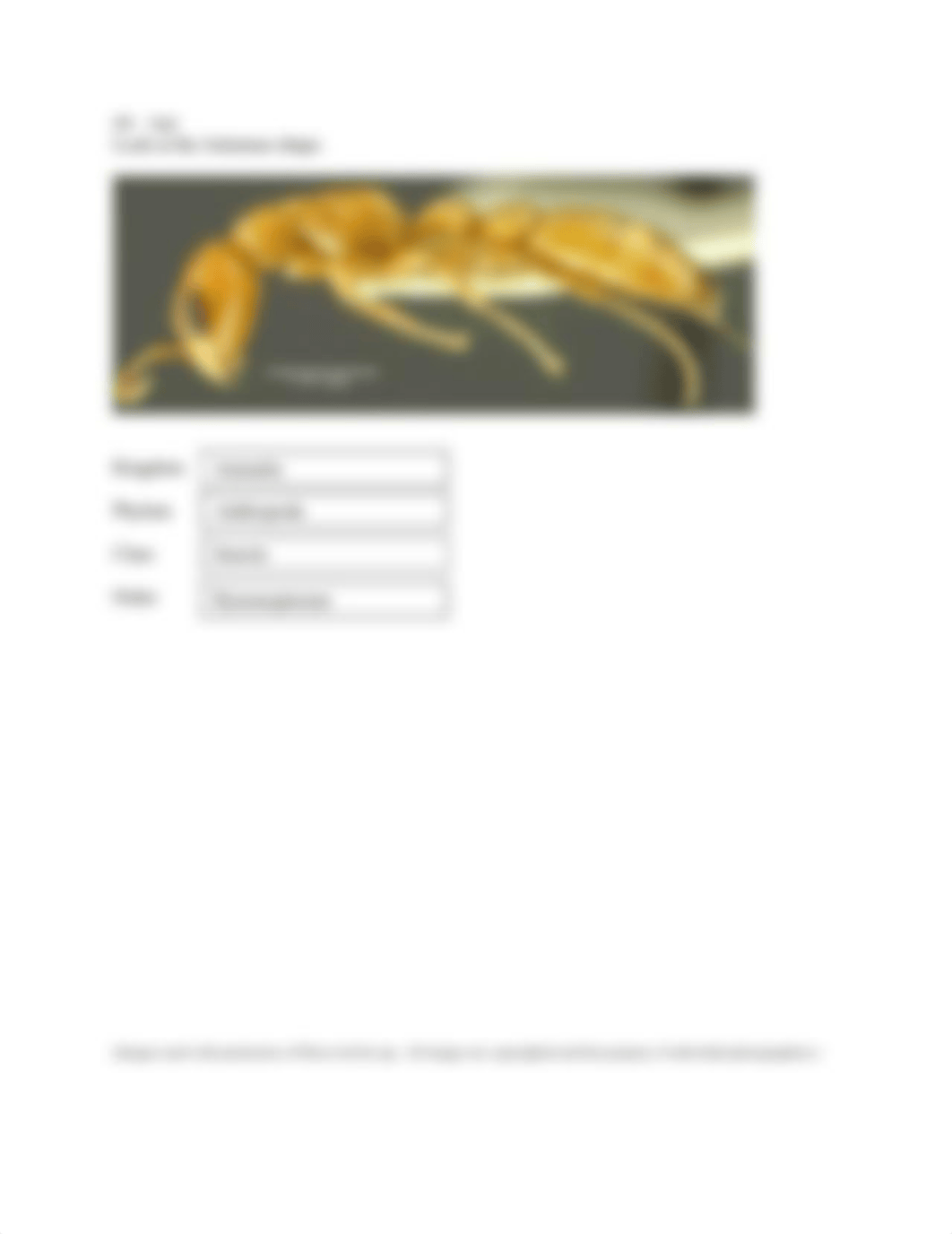 Insect Classification Worksheet.doc_dnpn2lv8chc_page4