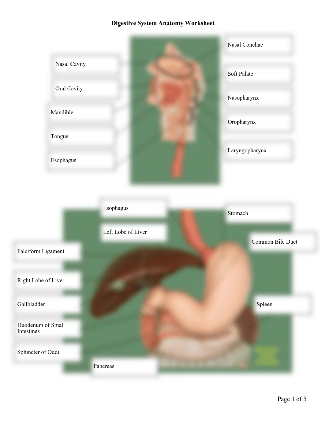 Digestive System Anatomy Worksheet2.18.pdf_dnpo6oyt5yw_page1