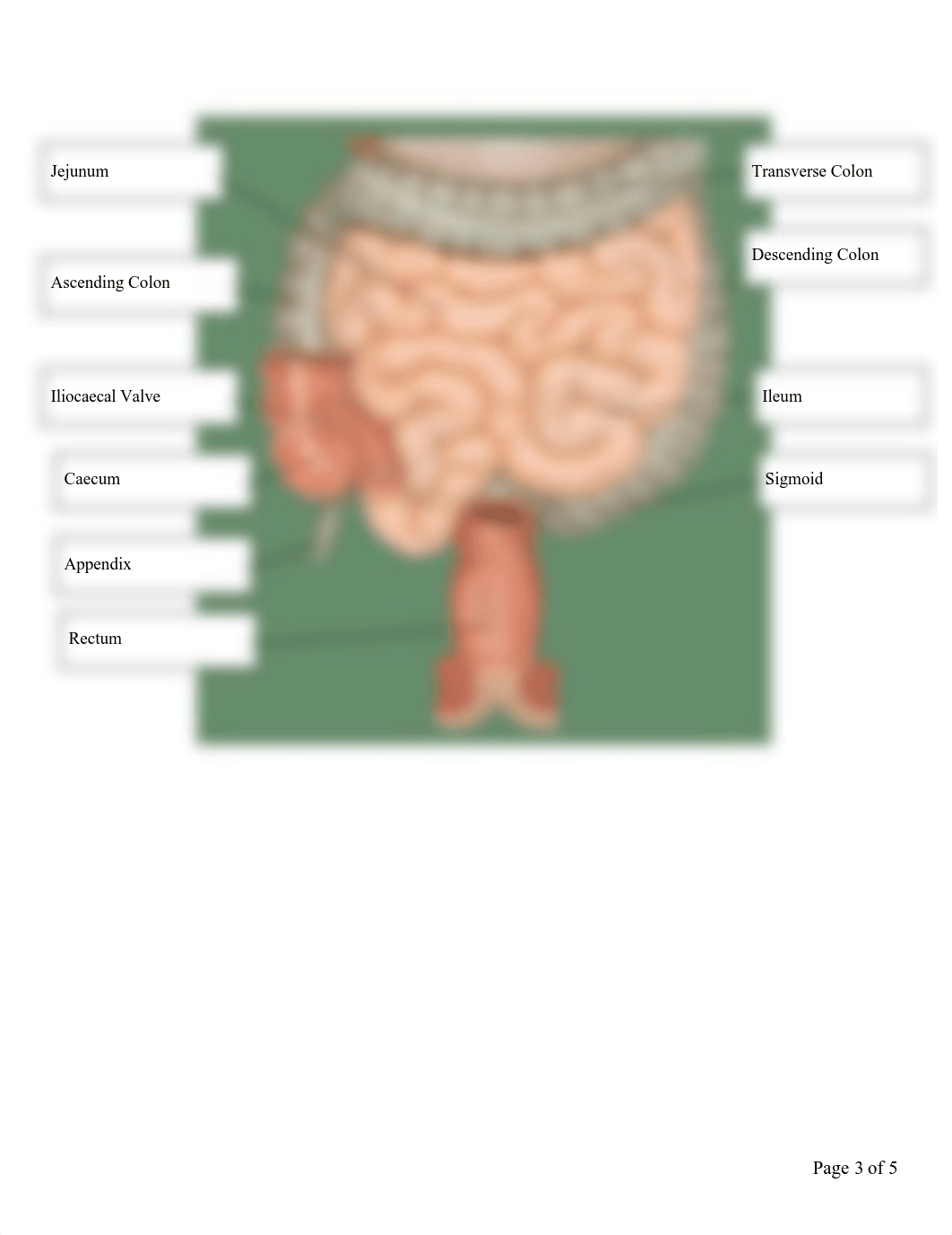 Digestive System Anatomy Worksheet2.18.pdf_dnpo6oyt5yw_page4