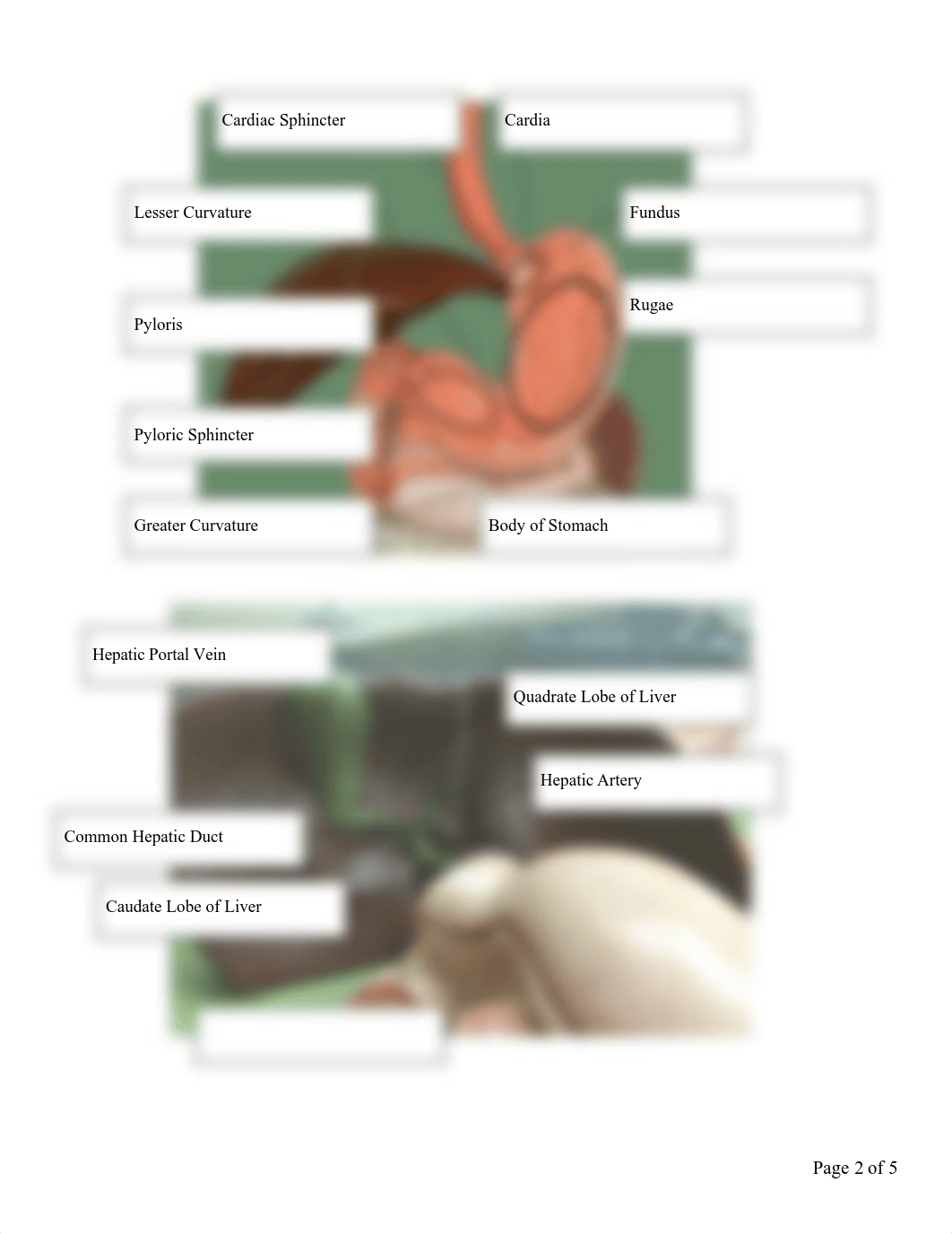 Digestive System Anatomy Worksheet2.18.pdf_dnpo6oyt5yw_page3