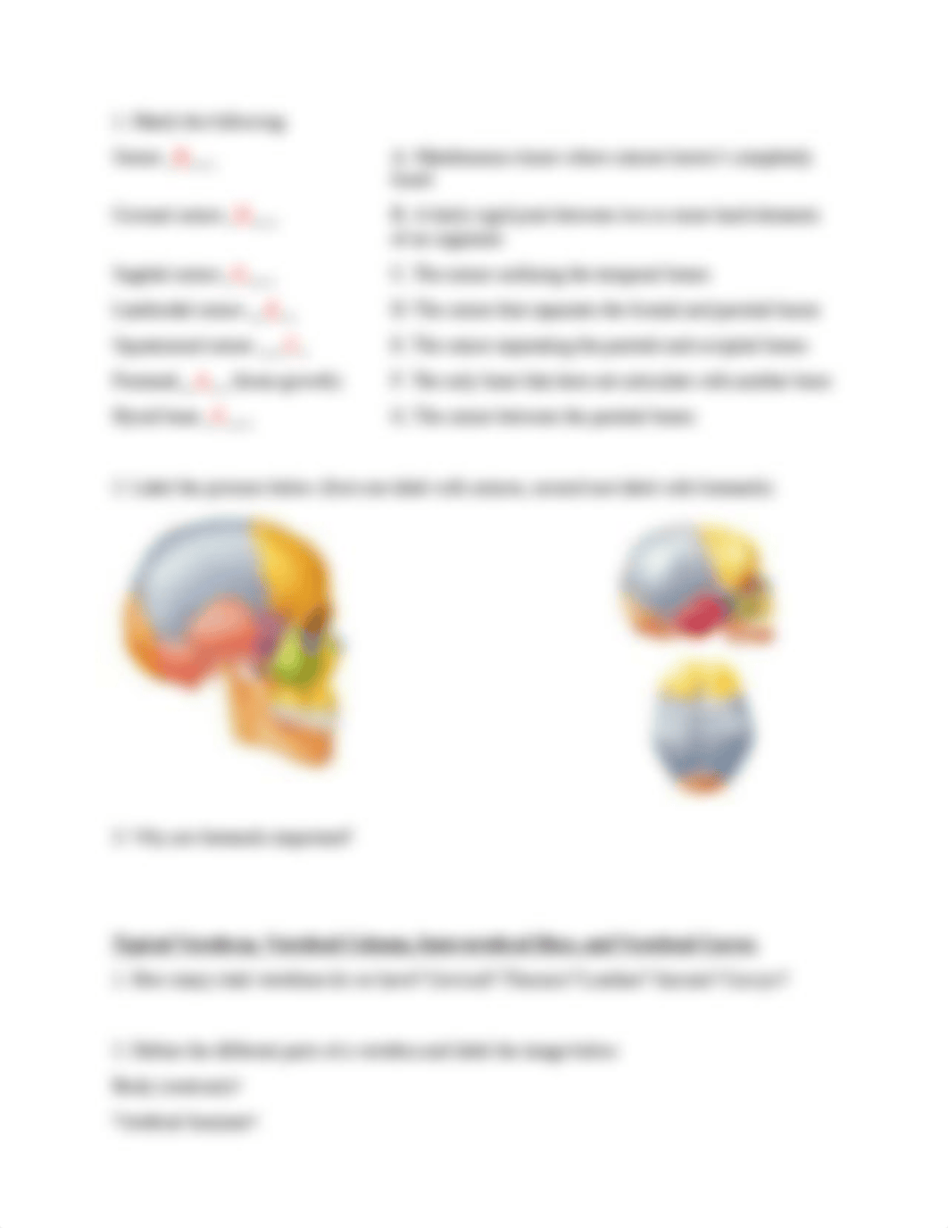 6. The Axial Skeleton Worksheet.docx_dnpohg3acwa_page3