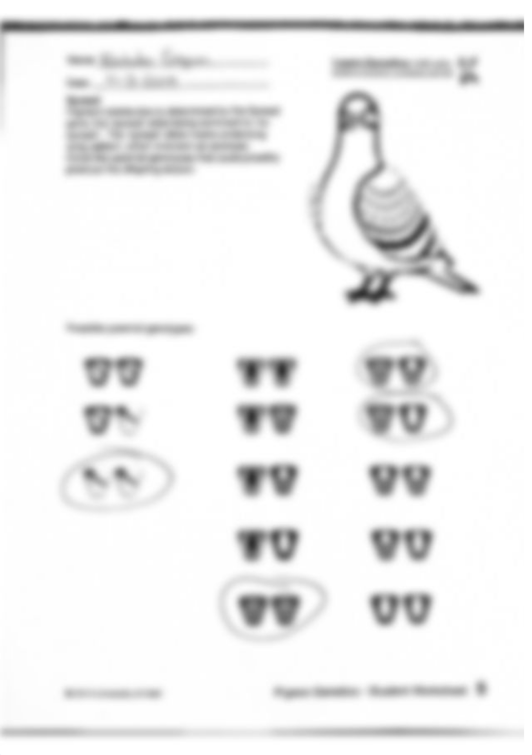 Pigeon Genetics.pdf_dnpqjz4ea5p_page5