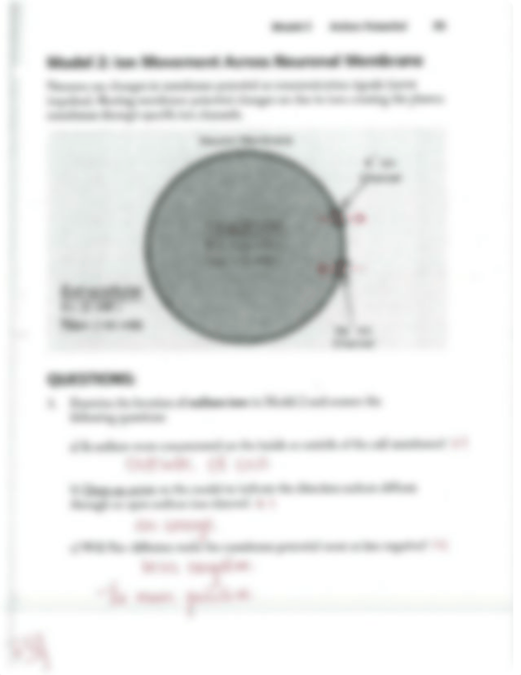 Action Potential Worksheet Answers.pdf_dnpqr5oyy2q_page2