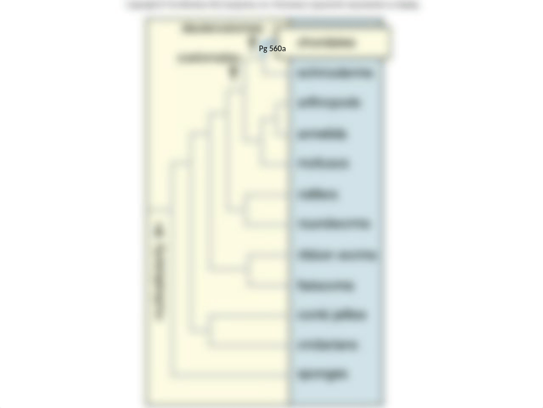 104  Vertebrates 6 (Chordates -Amphibians )(1).ppt_dnqallek0yx_page3