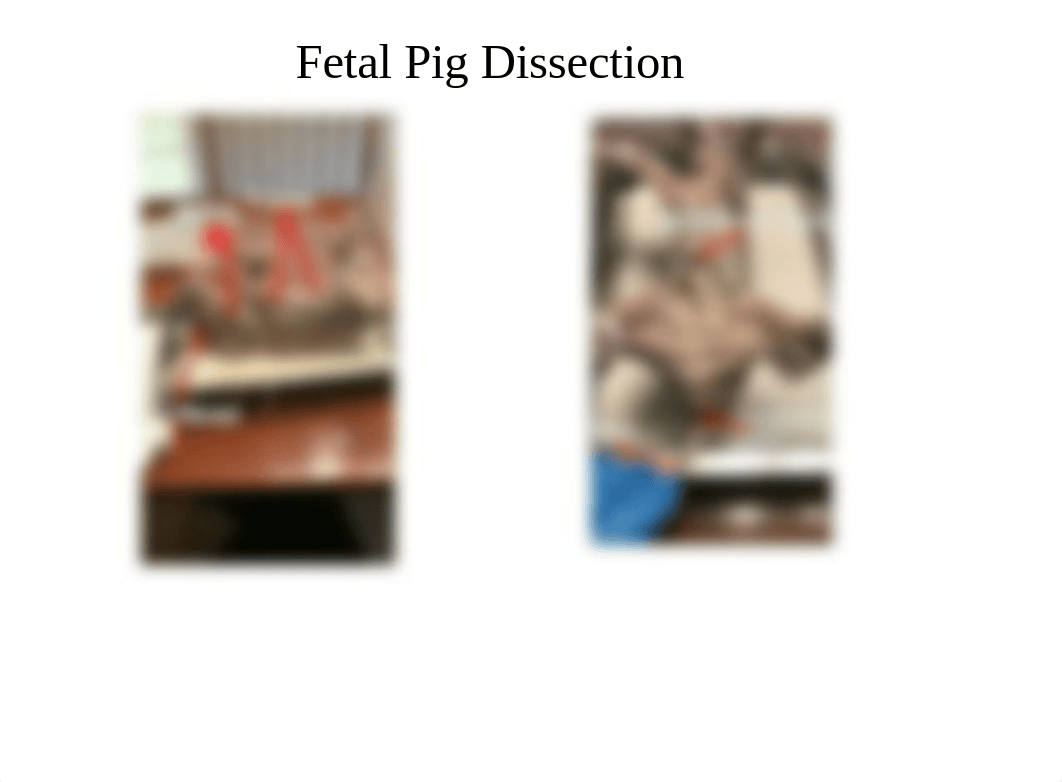 Fetal Pig Dissection.pptx_dnqhe84xgj9_page2