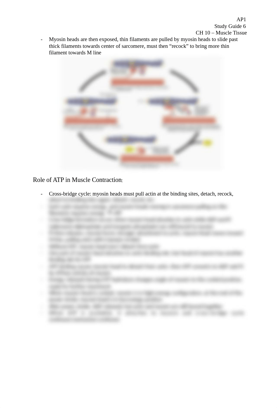 Study-Guide-6-Muscle-Tissue (2).docx_dnr22s1acpo_page2