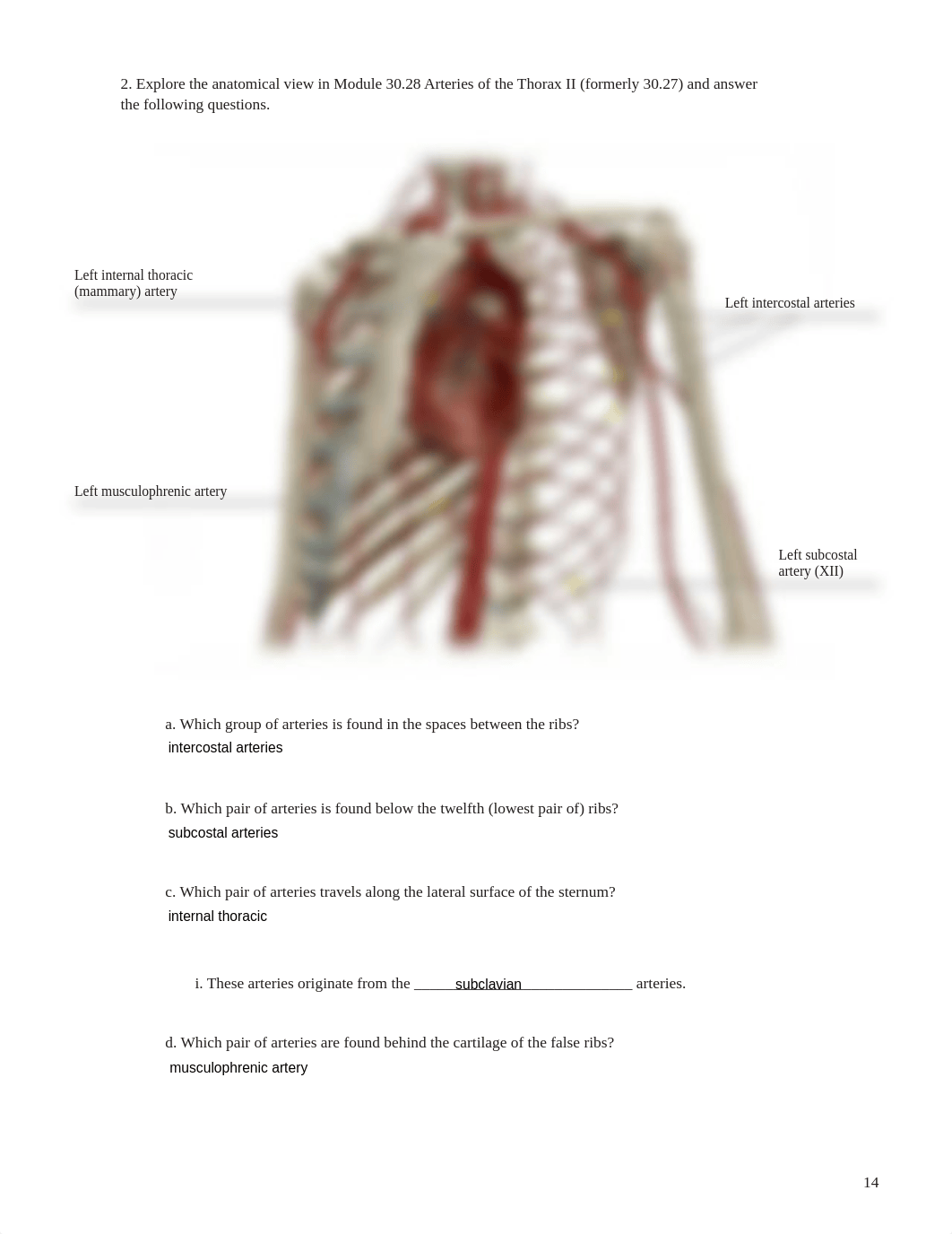 Lab_Activity_-_Blood_Vessels_II.pdf_dnr8bc31sg3_page2