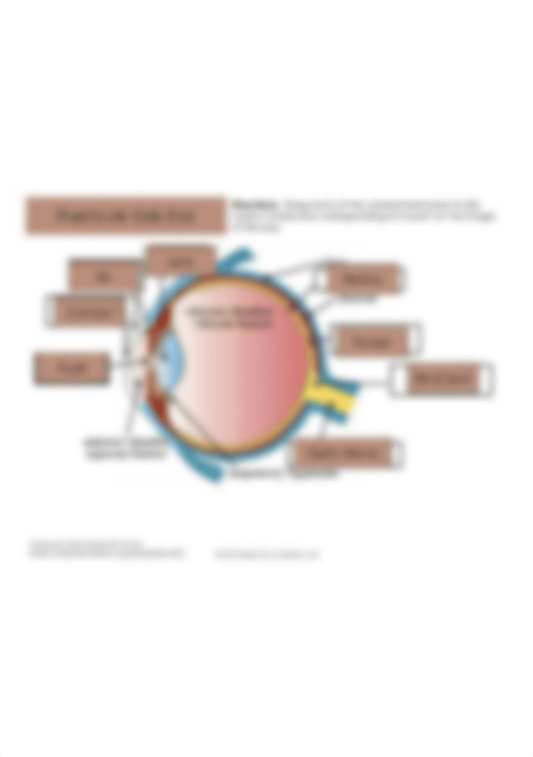 Copy of Parts of the Eye Drag & Drop Practice.jpg_dnrg6ilpkkh_page1