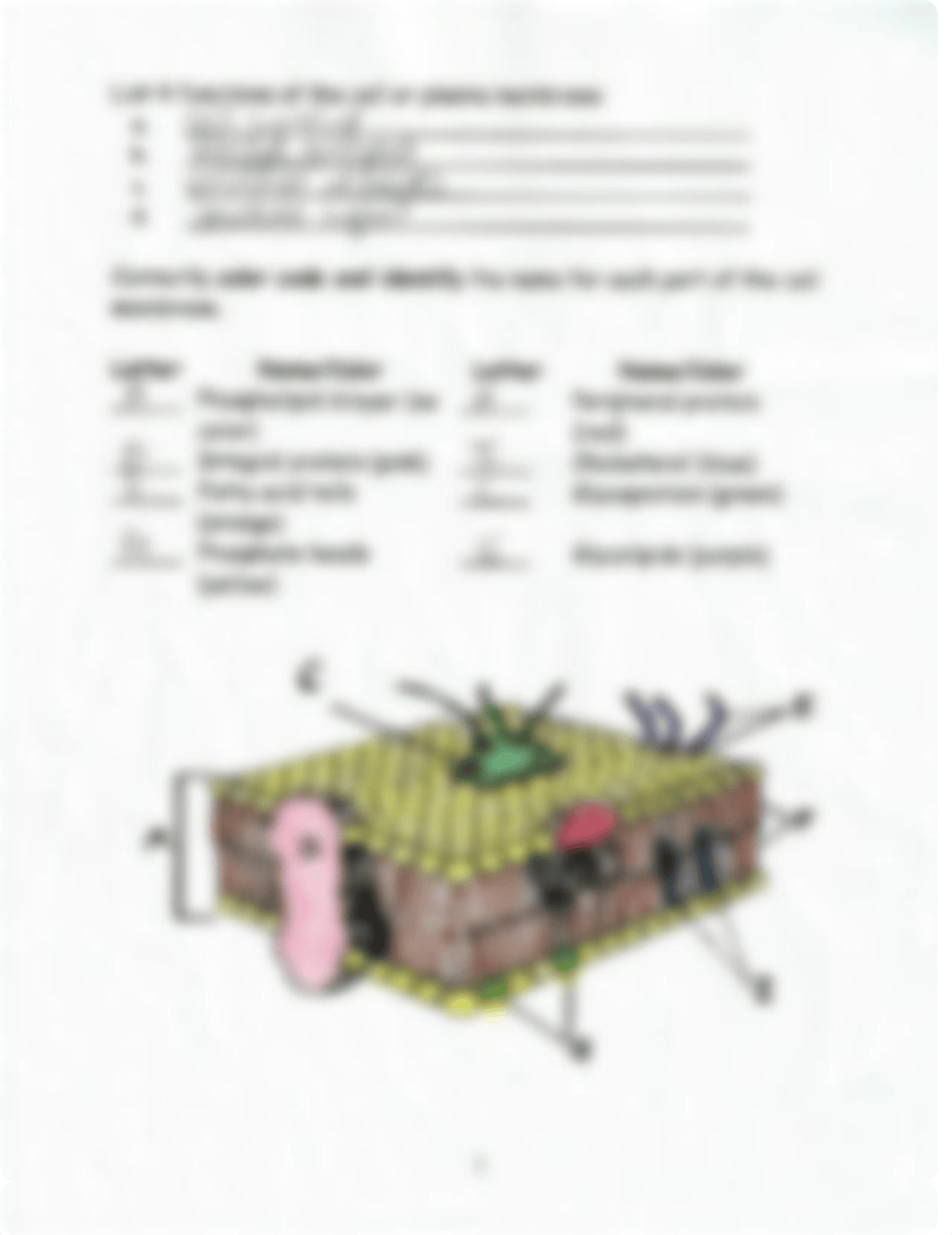 Cell Membrane Coloring Assignment Pg 2.pdf_dnrn6236a2w_page1