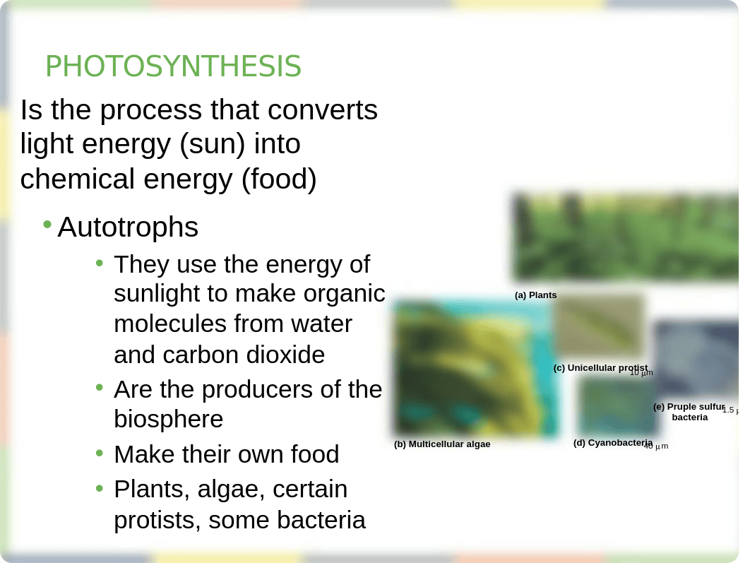 Chapter 8 Photosynthesis Lecture_dnroo2heuzg_page2