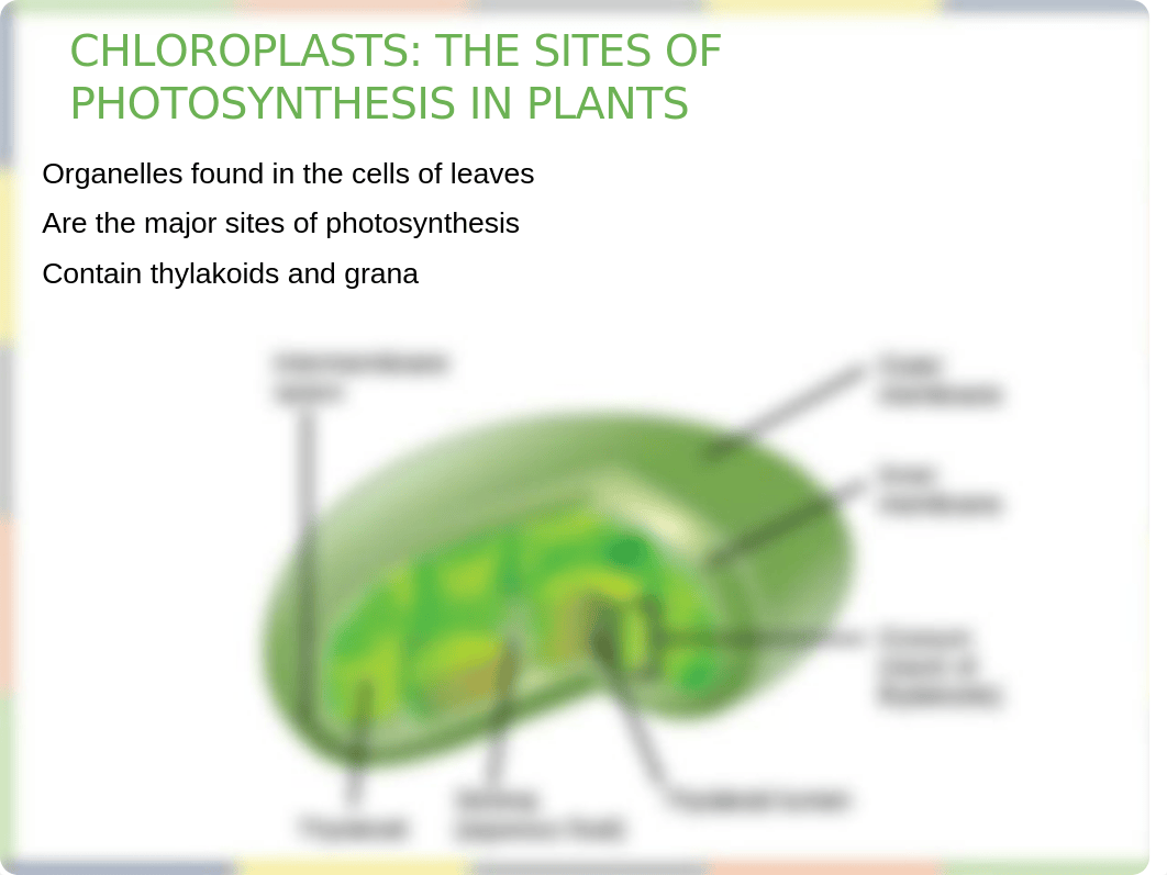 Chapter 8 Photosynthesis Lecture_dnroo2heuzg_page4