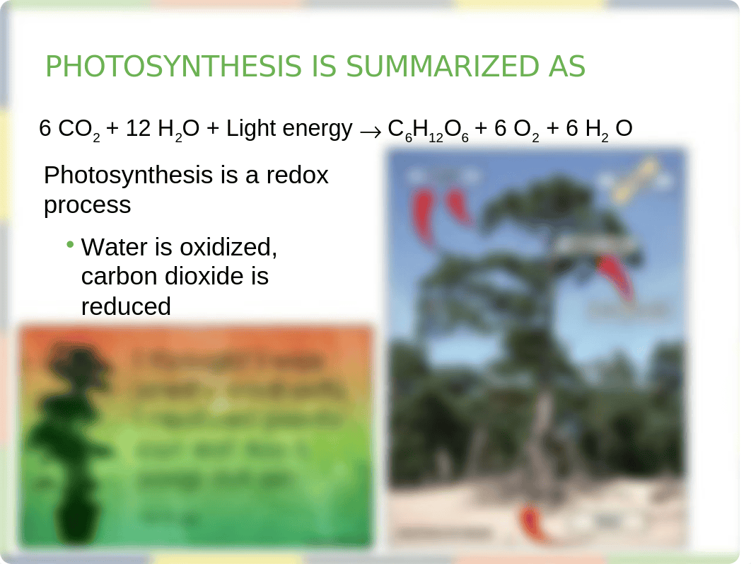 Chapter 8 Photosynthesis Lecture_dnroo2heuzg_page5