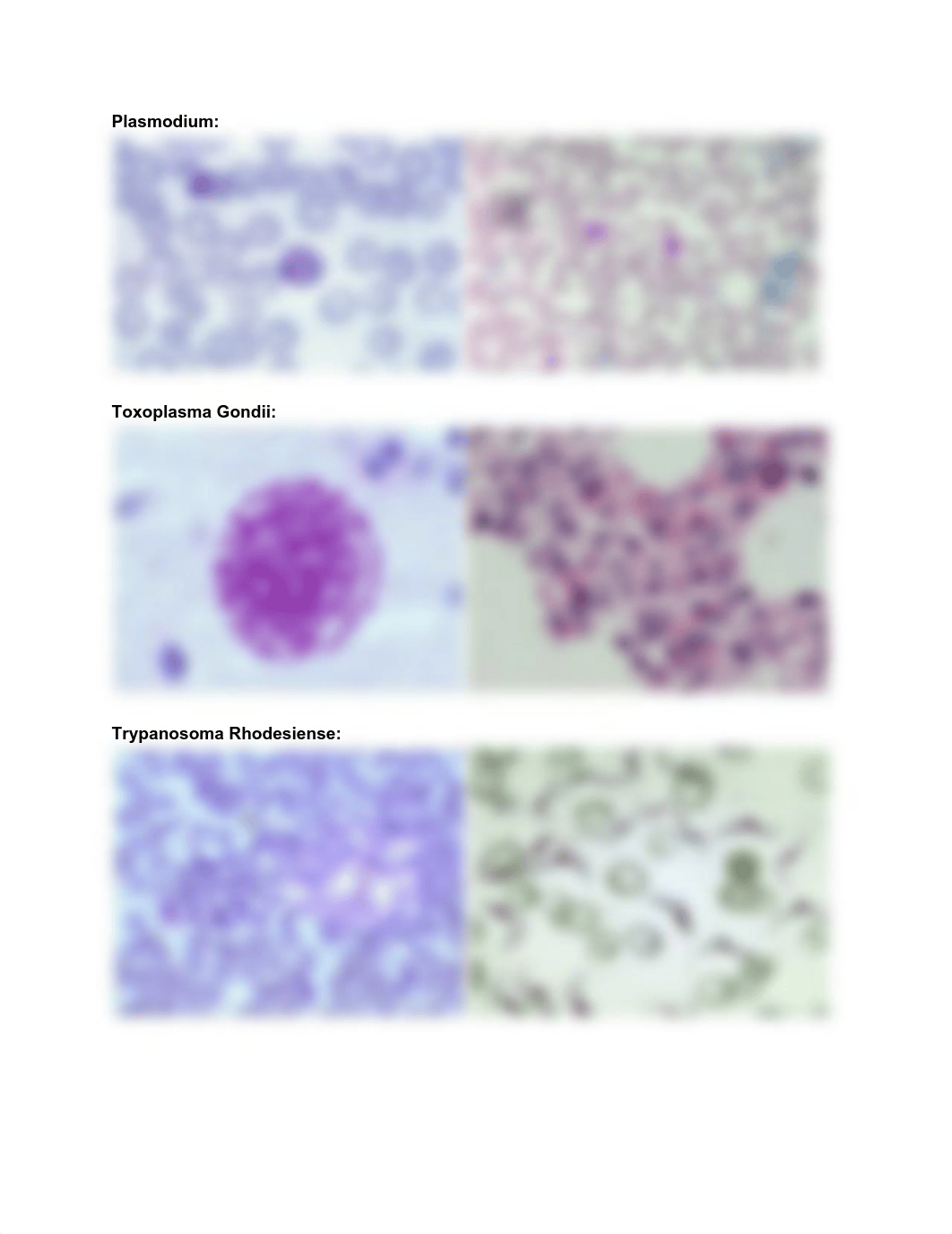 Bio 212 Lab Exam Study Guide 2.pdf_dnrvnp0cg83_page1