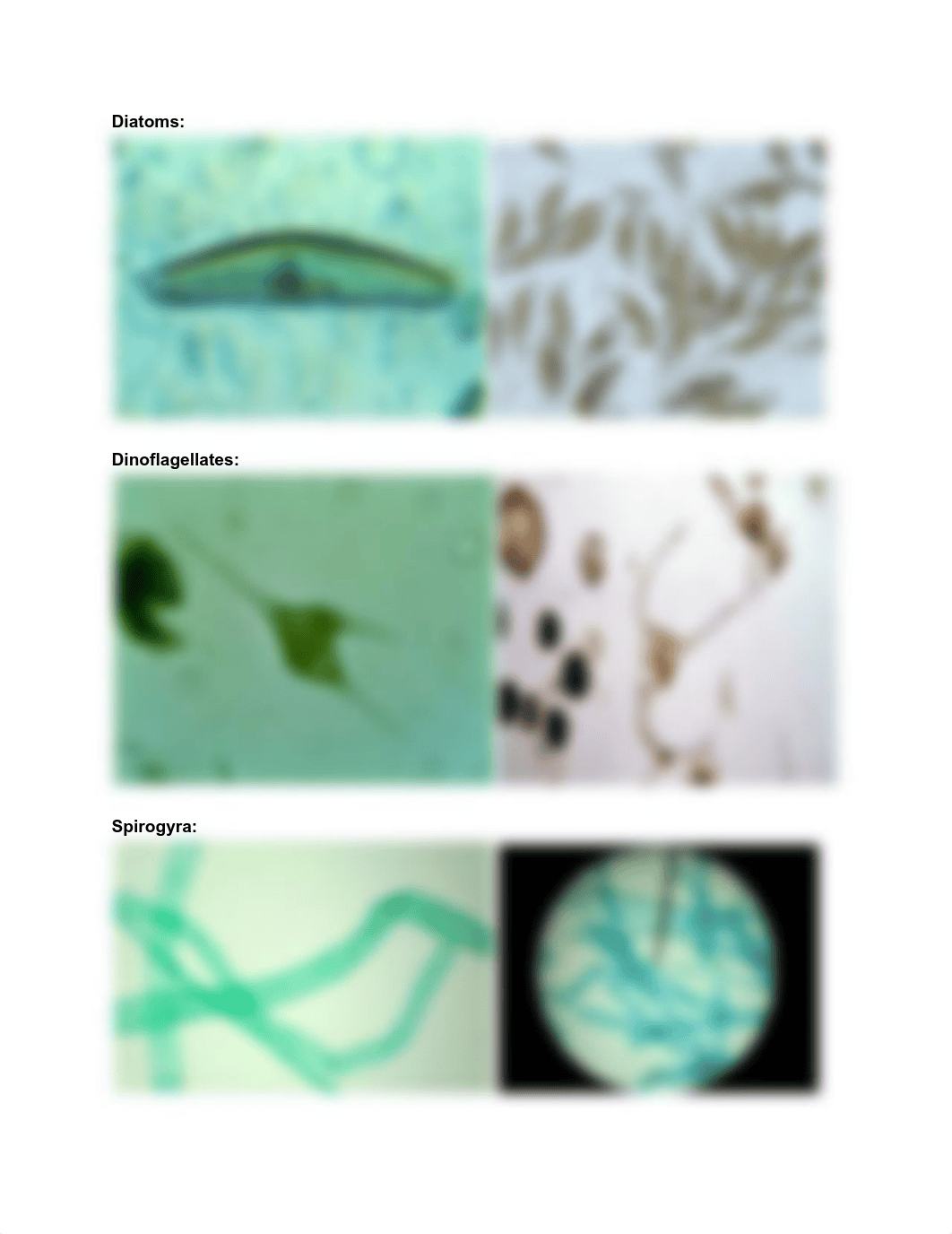 Bio 212 Lab Exam Study Guide 2.pdf_dnrvnp0cg83_page4