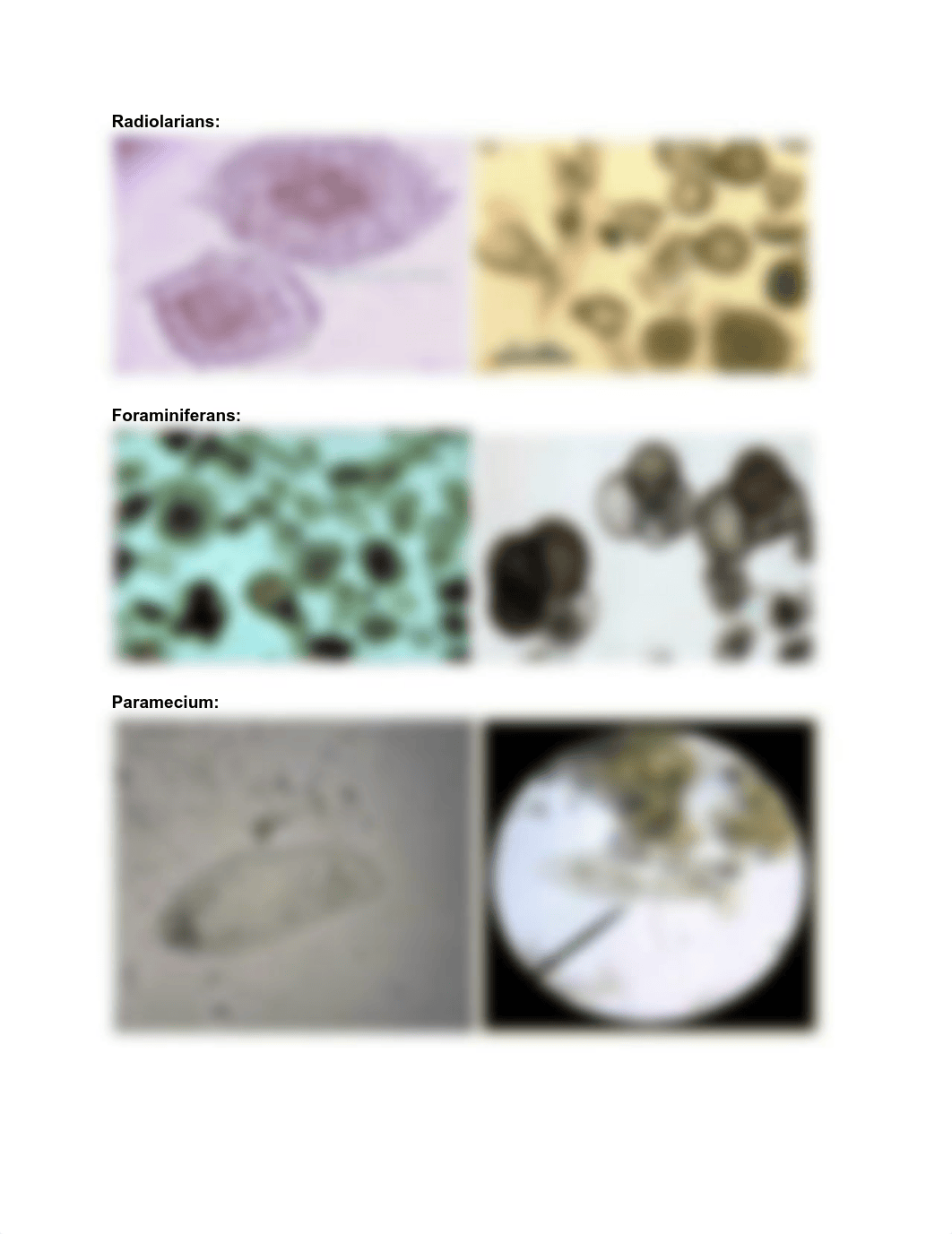 Bio 212 Lab Exam Study Guide 2.pdf_dnrvnp0cg83_page3