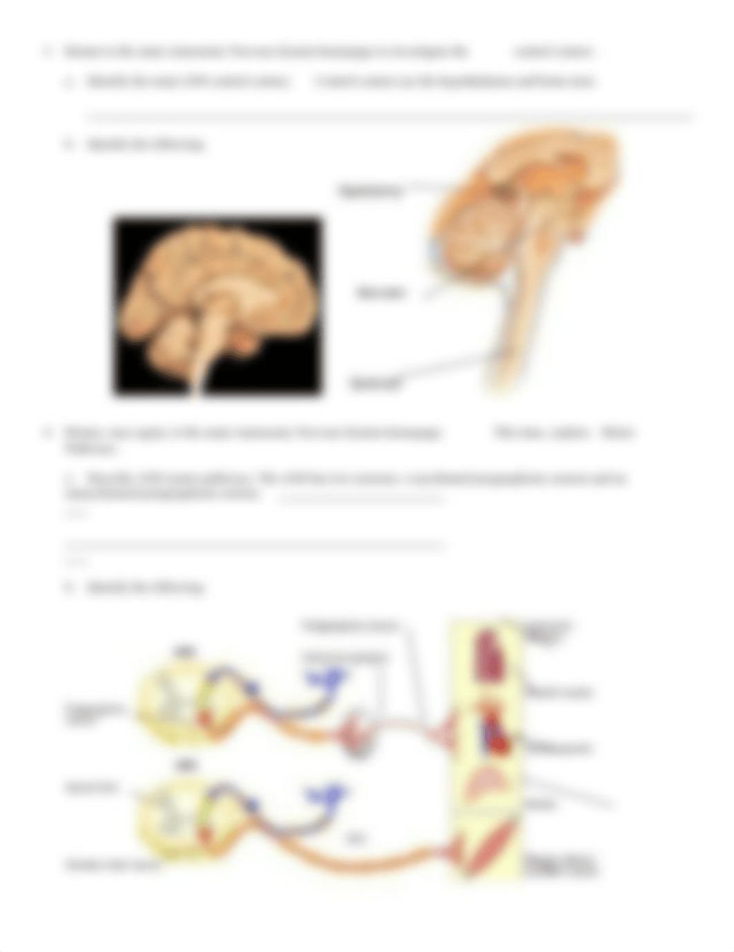 BIOS252 Week 6 Lab - ANS Exercise_dnsa9yadtqd_page2