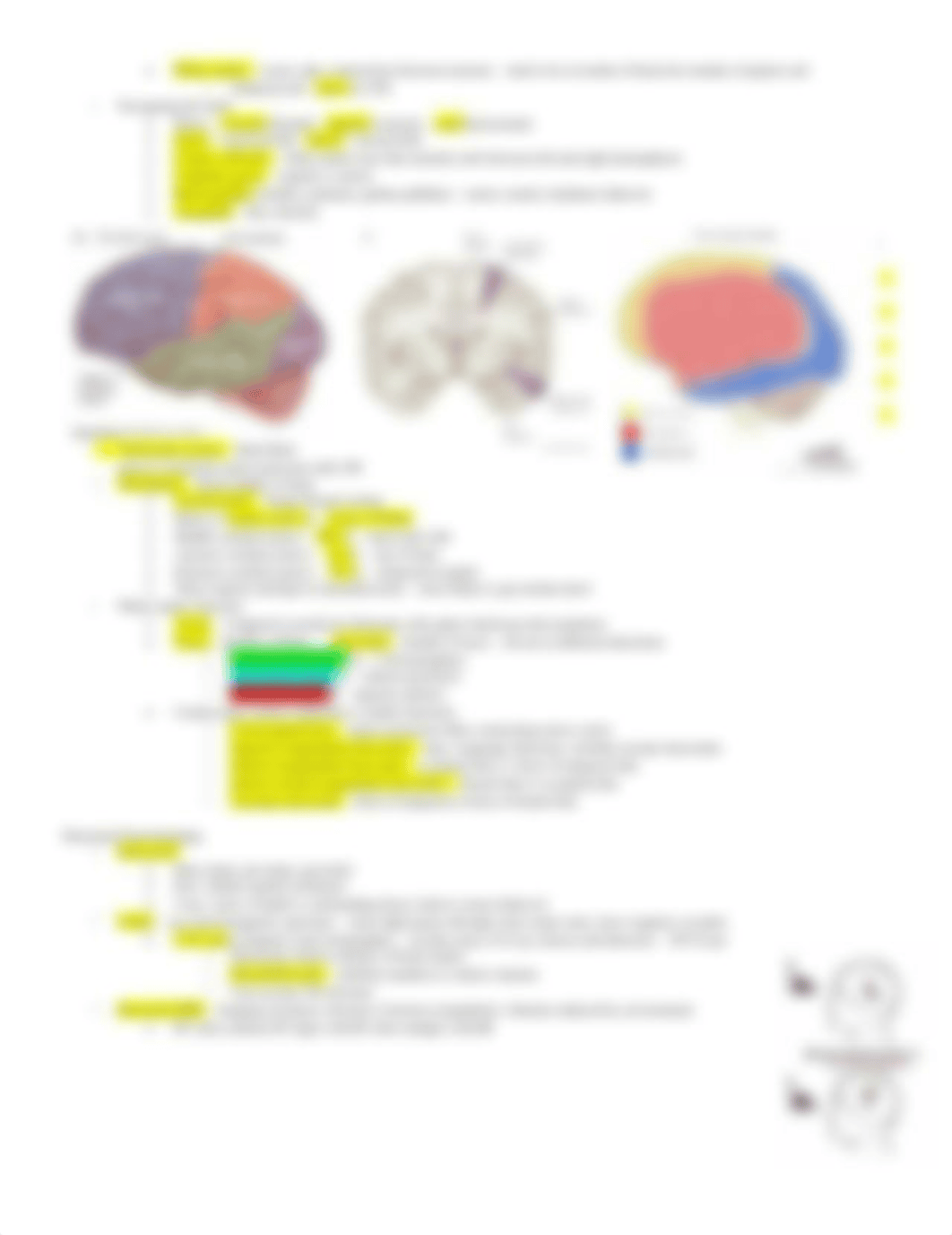 cog neuro study guide 1_dnsal6s70d6_page2