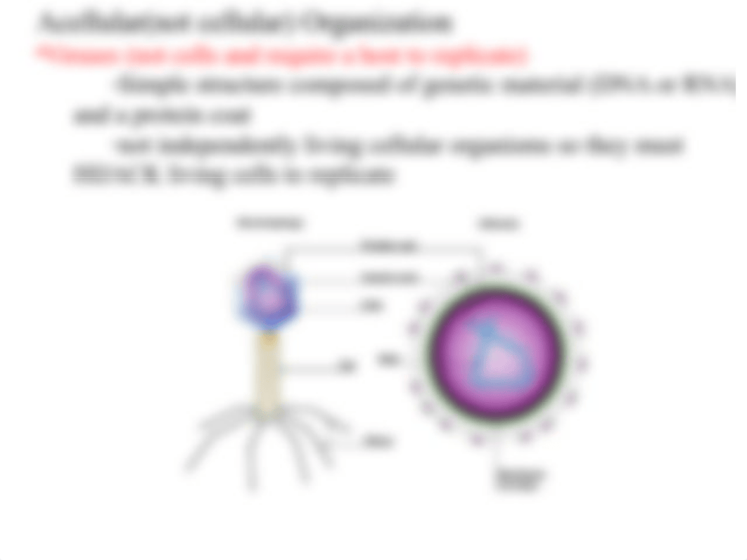 1 Essentials of cells vs viruses and prions no videos(1).pptx_dnsn5fst3y8_page5