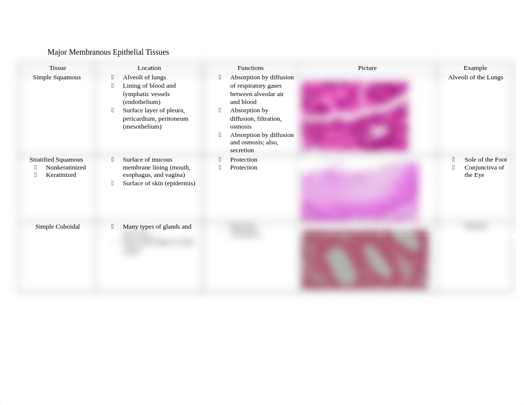 Types of Epithelial Tissue Chart.docx_dnsy1ct1gwx_page1