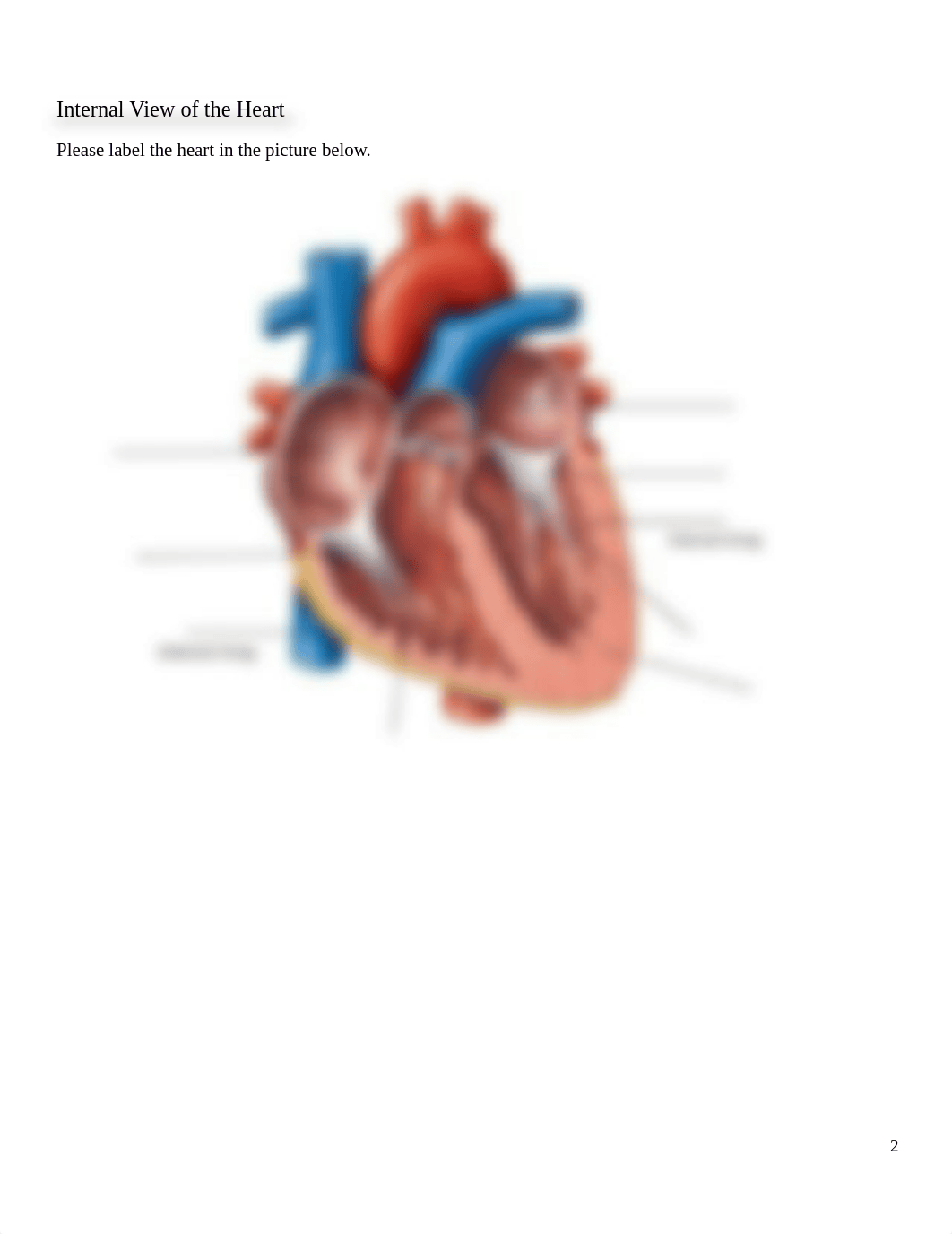 A & P II Lab 4-Heart and Heart Dissection Review Worksheet.docx_dnt8mi6dgts_page2