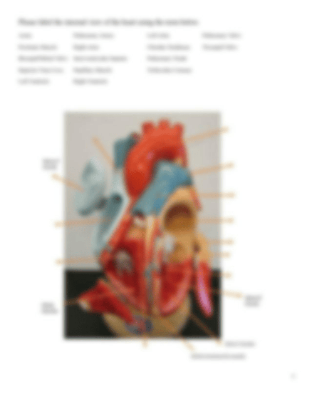 A & P II Lab 4-Heart and Heart Dissection Review Worksheet.docx_dnt8mi6dgts_page5