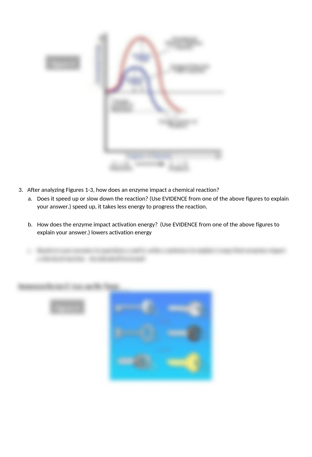 Enzyme and Energy POGIL.docx_dntacihg5id_page2