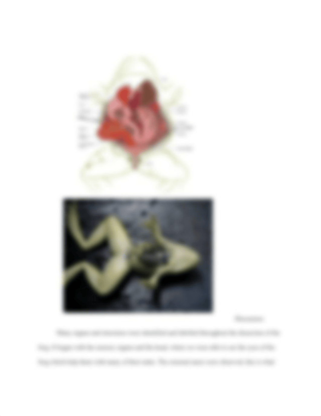 Lab Report #4- Frog Dissection (1).docx_dntenoq978p_page3