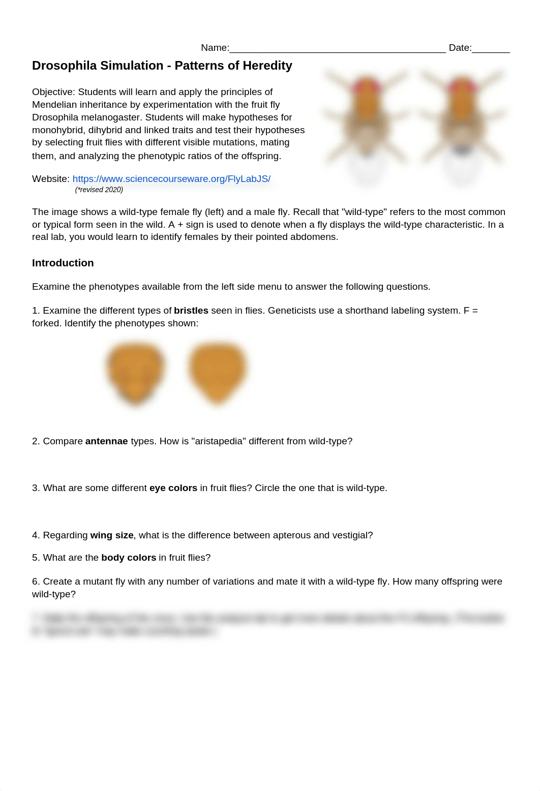 Introduction to Drosophila Crosses- Lab Simulation.docx_dntti0nxndx_page1