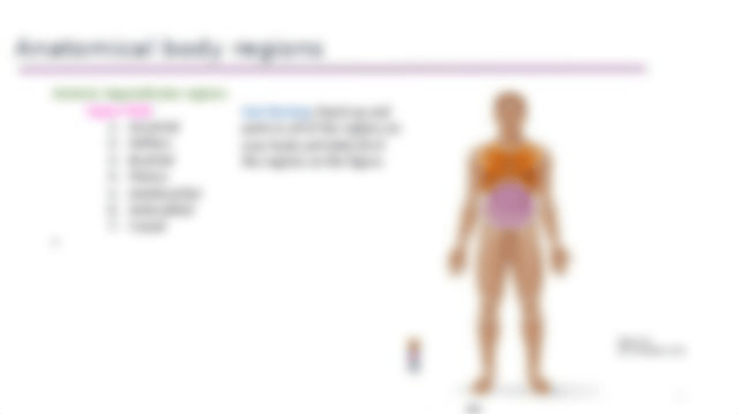 Chapter 1 Section 3 - Anatomical Regions, terms and planes of dissection.pptx_dntwsh9aend_page5