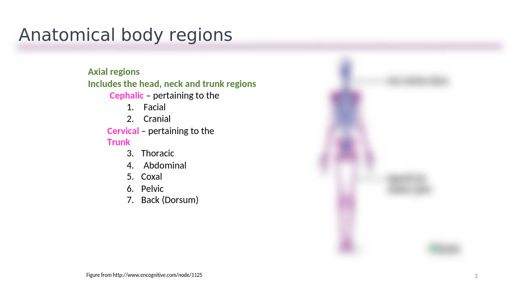 Chapter 1 Section 3 - Anatomical Regions, terms and planes of dissection.pptx_dntwsh9aend_page3