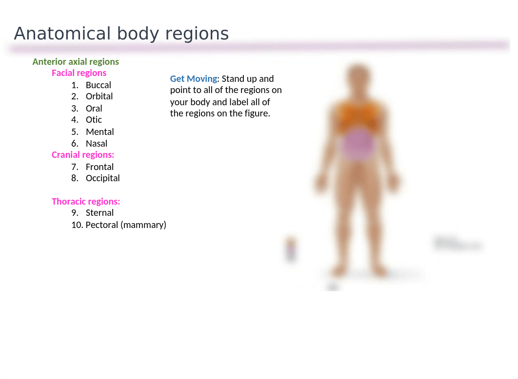 Chapter 1 Section 3 - Anatomical Regions, terms and planes of dissection.pptx_dntwsh9aend_page4