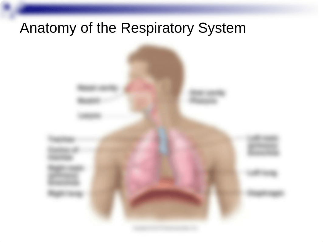 Respiratory Physiology.ppt_dntybw6lrq0_page5