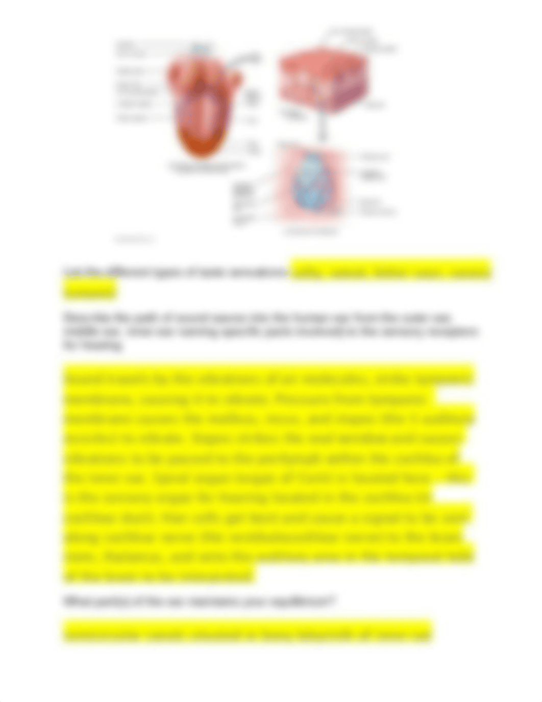 Senses Lab_Answers.pdf_dnv1g6tn7vr_page2