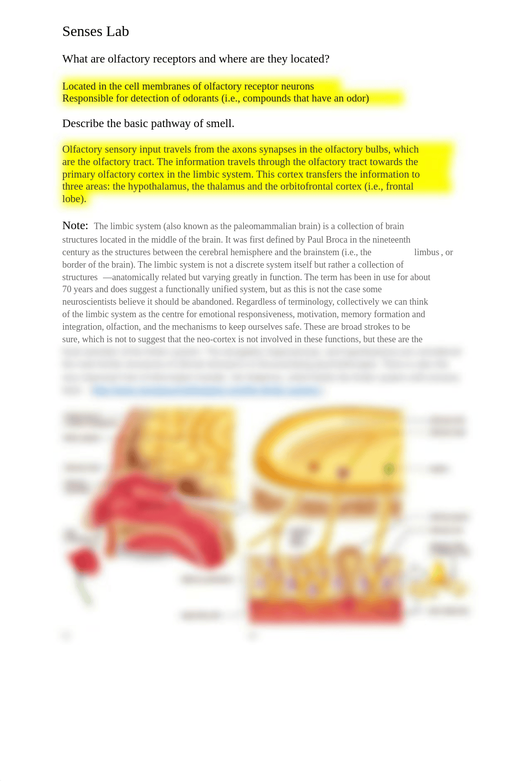 Senses Lab_Answers.pdf_dnv1g6tn7vr_page1