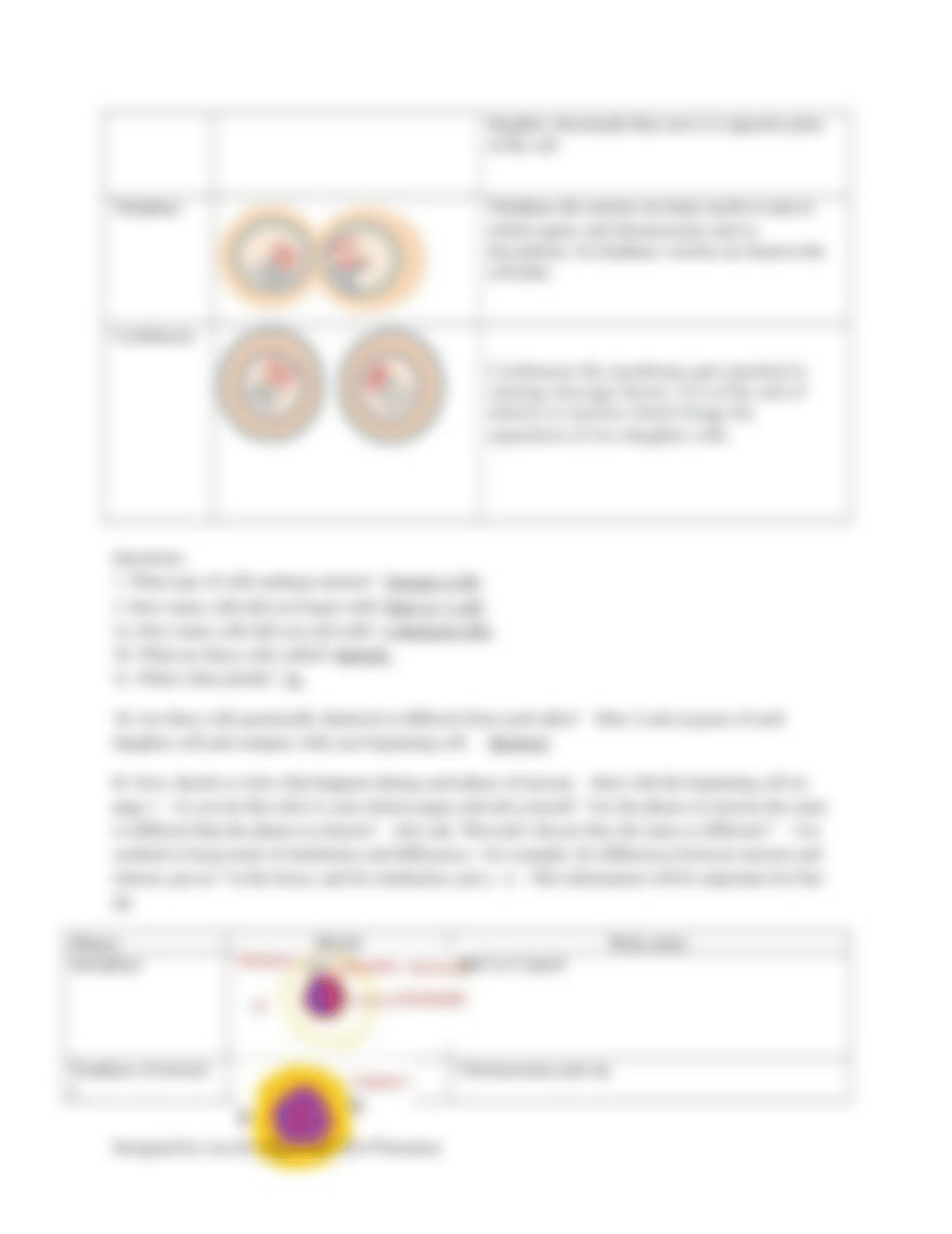 Part I Cell Division Activity 3rd iteration(1).docx_dnwhhciob3k_page3