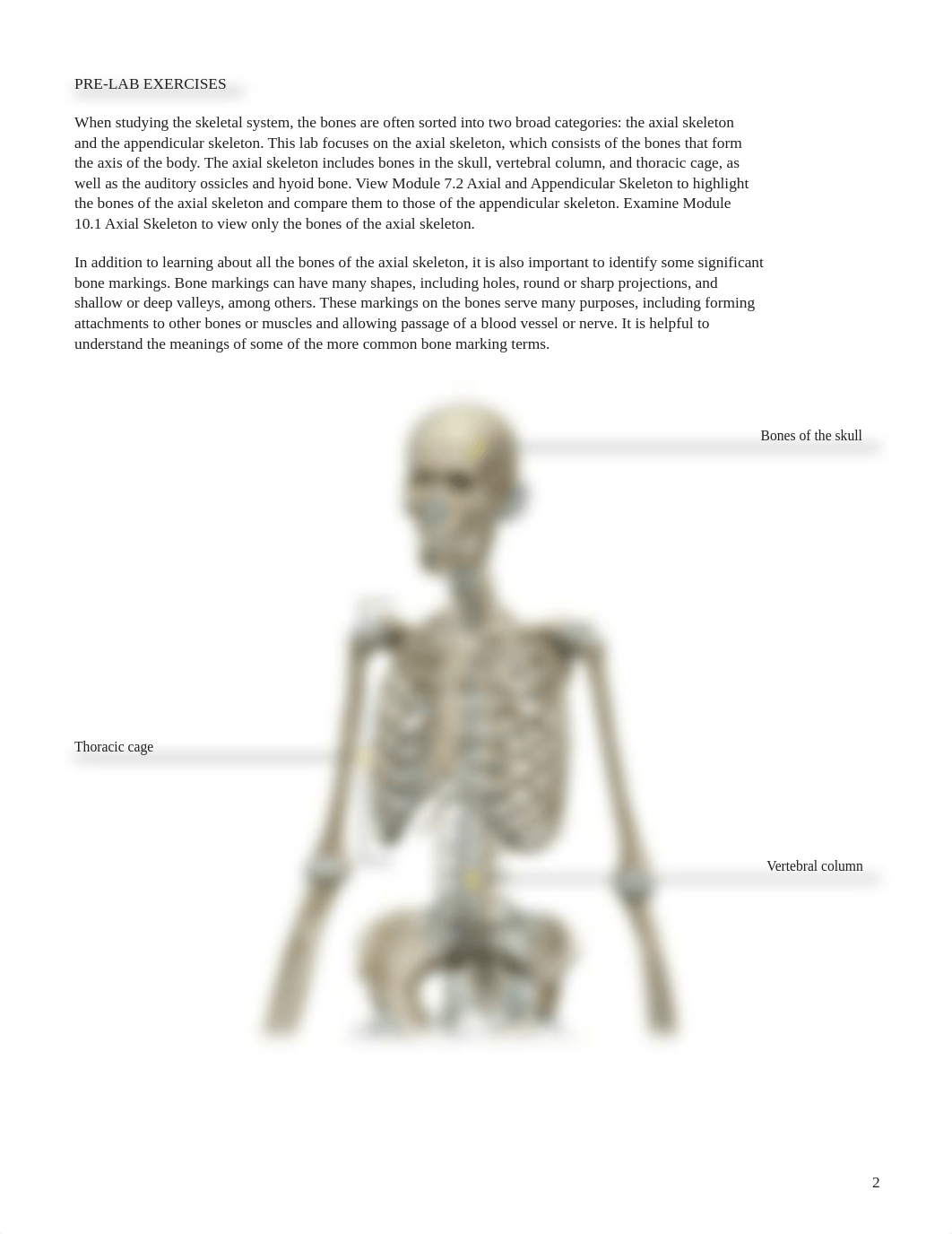 Axial skeleton - Todd Stocks-2.pdf_dnwpj5bqidh_page2