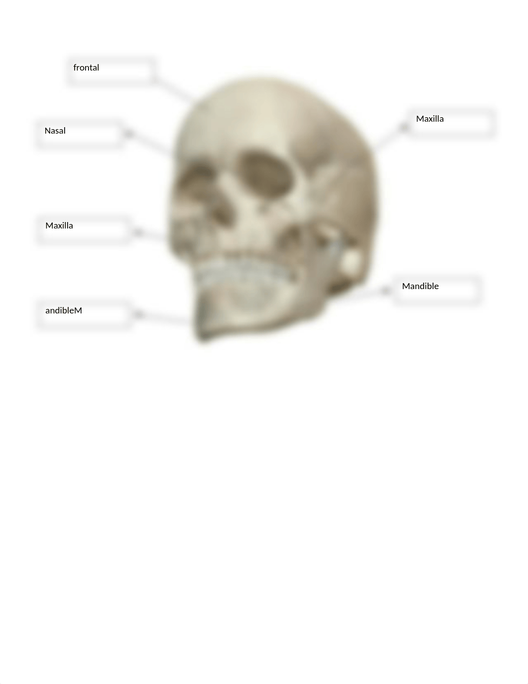 Lab Axial and Appendicular skeleton (2).docx_dnwxa9e95sd_page3