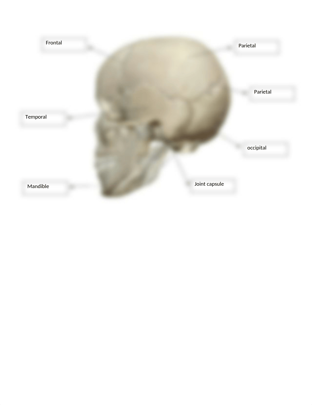 Lab Axial and Appendicular skeleton (2).docx_dnwxa9e95sd_page2