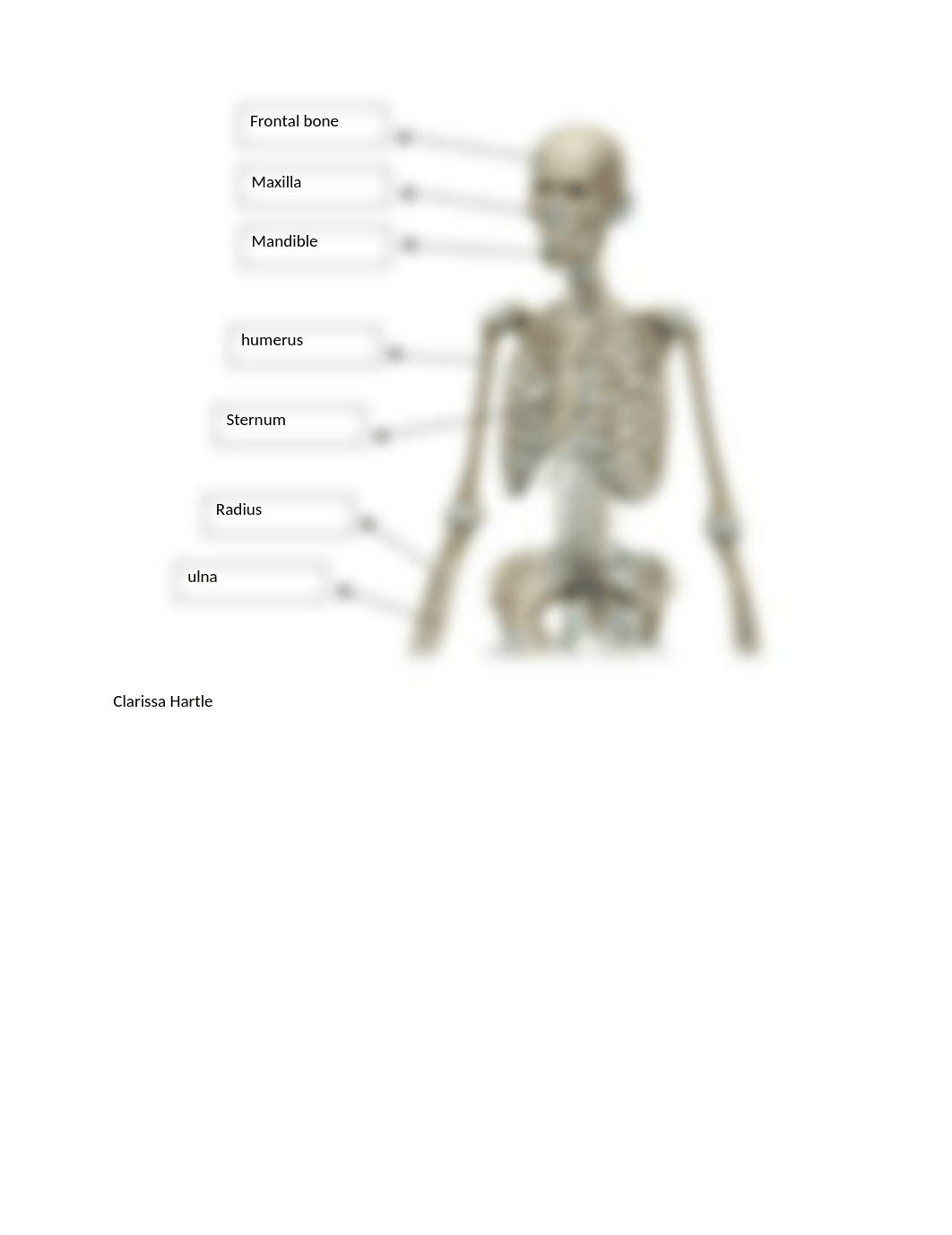 Lab Axial and Appendicular skeleton (2).docx_dnwxa9e95sd_page1