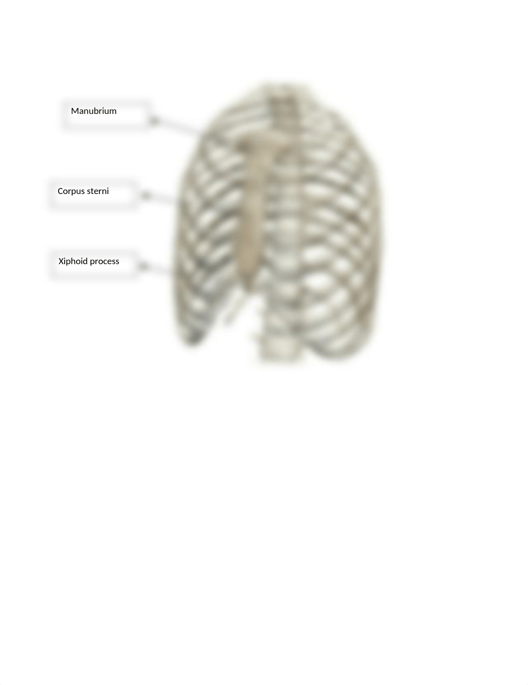 Lab Axial and Appendicular skeleton (2).docx_dnwxa9e95sd_page5