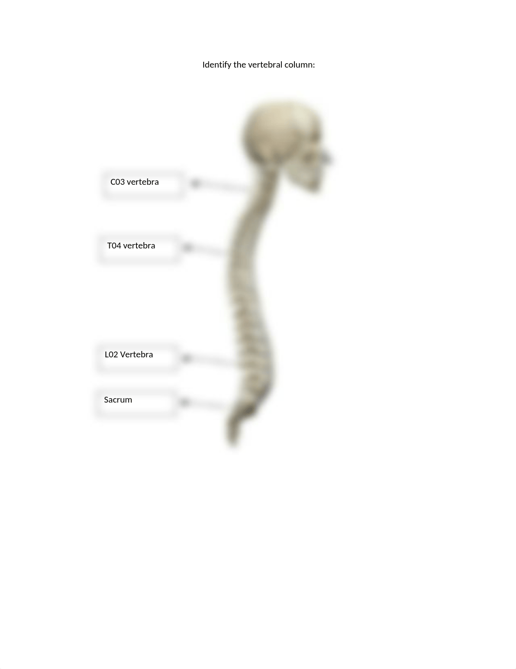 Lab Axial and Appendicular skeleton (2).docx_dnwxa9e95sd_page4