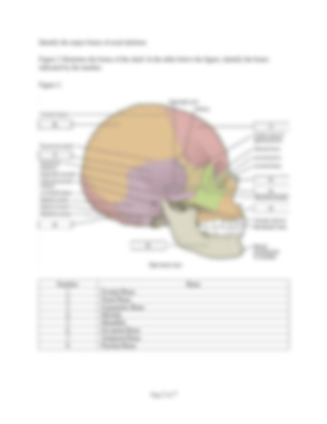 HBeschler Lab 6- The Skeletal System.docx_dnx825haxut_page2