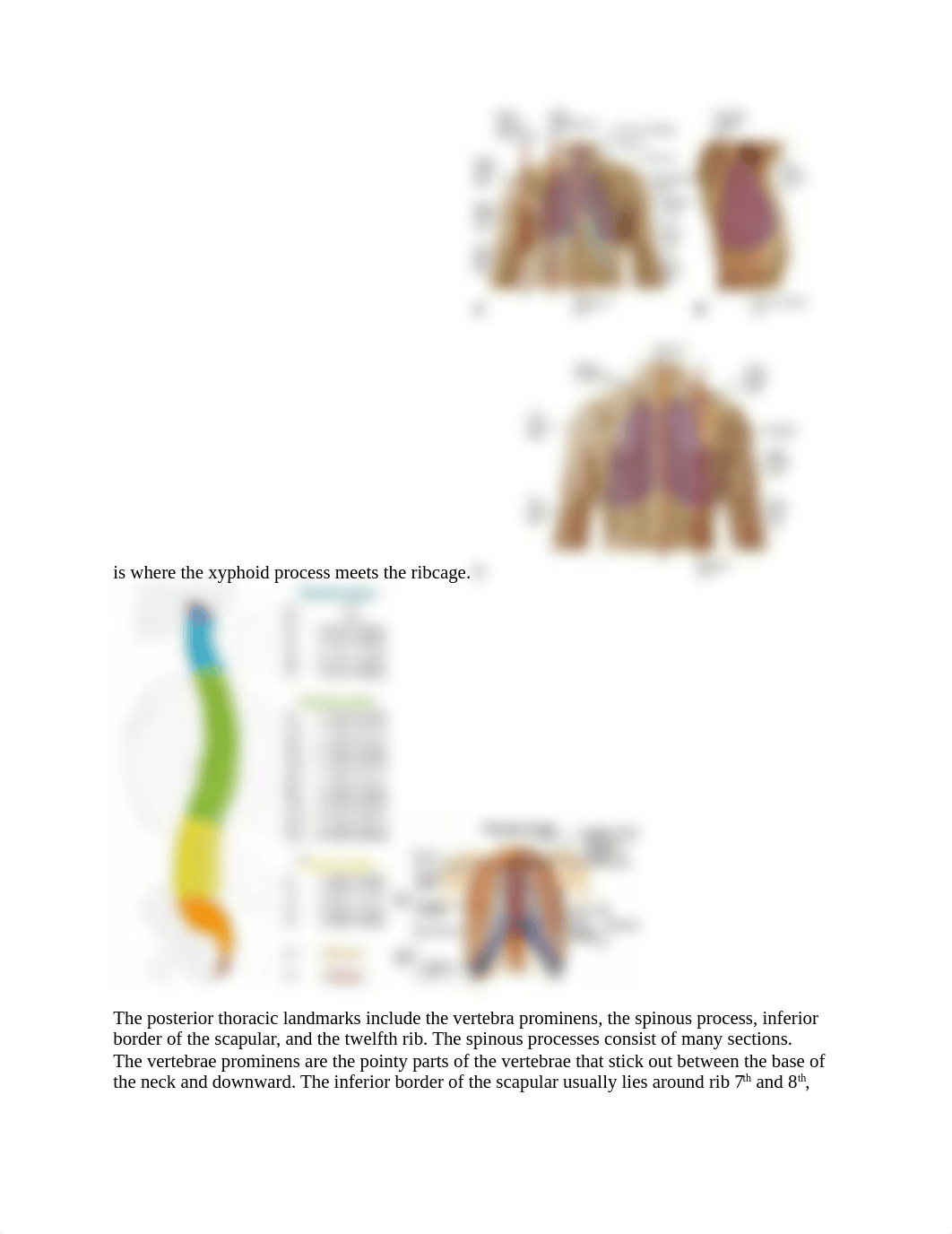 Anatomy Review Lungs and Thorax Video Transcript.docx_dnx8p54u35n_page2