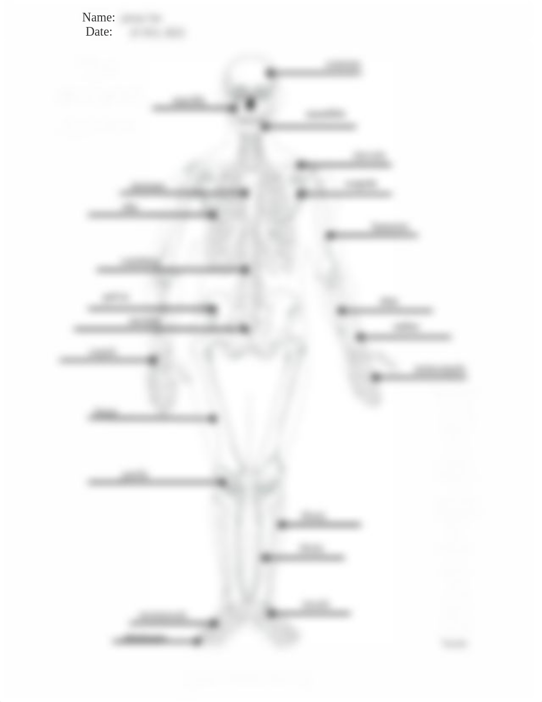 The-Skeletal-System.pdf_dnxb00h7wx8_page1